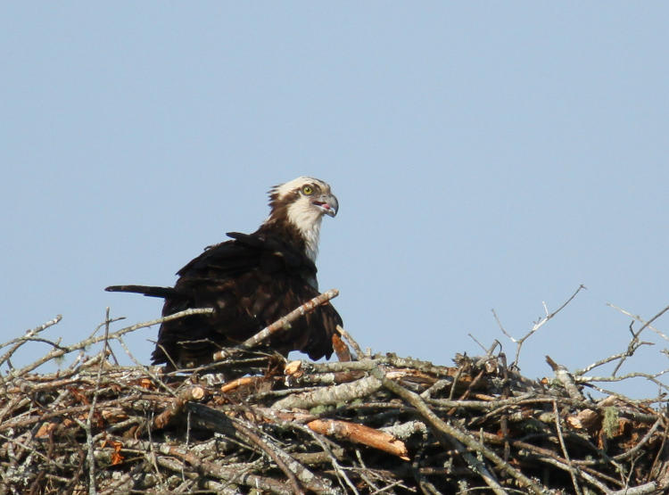osprey Pandion haliaetus on nest