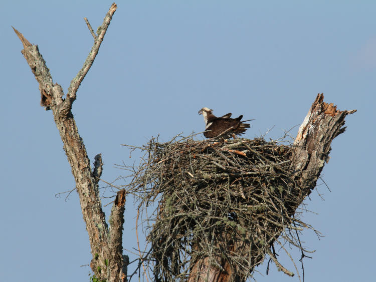 osprey Pandion haliaetus standing on nest in better light