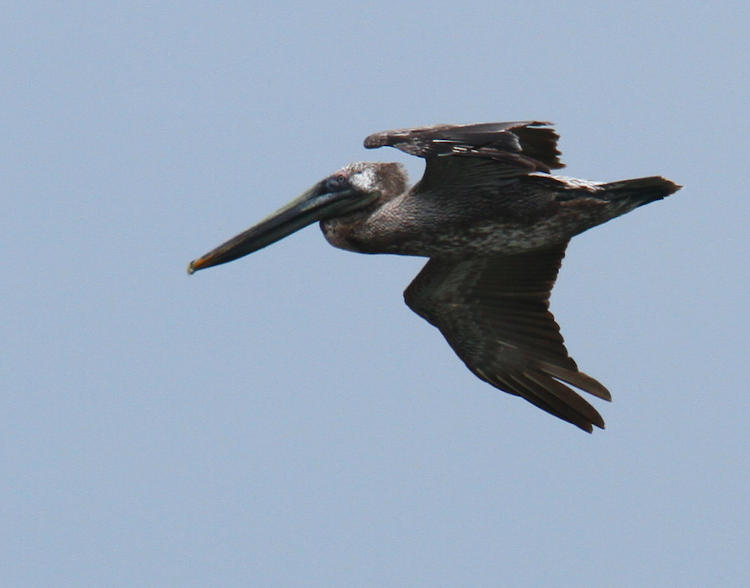 brown pelican Pelecanus occidentalis cruising by