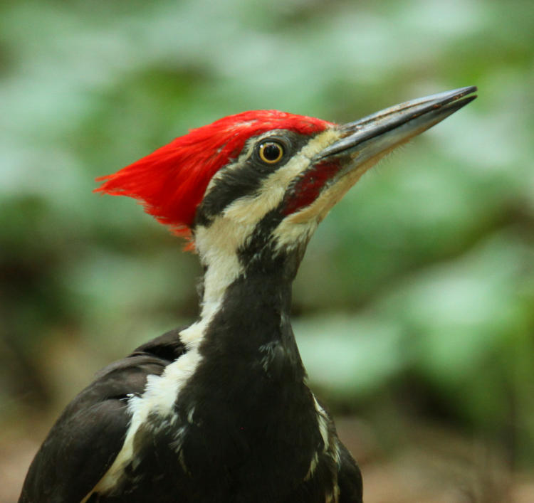 closeup profile of male pileated woodpecker Dryocopus pileatus