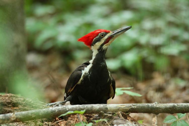 profile of male pileated woodpecker Dryocopus pileatus at ground level