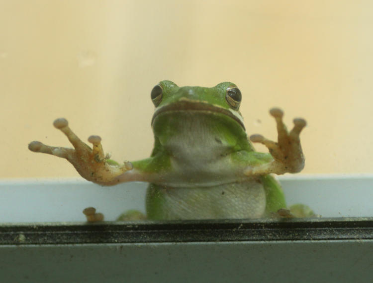 green treefrog Hyla cinerea at storm door as if begging to come inside