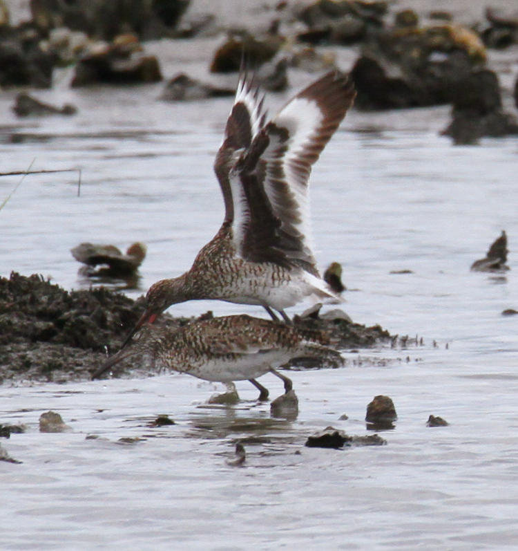 pair of willets Tringa semipalmata mating, male biting female's head