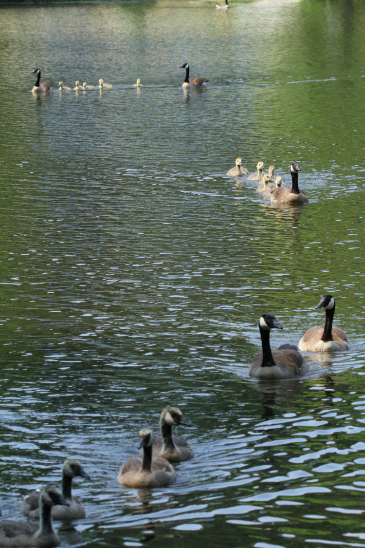 three broods of Canada geese Branta canadensis approaching author