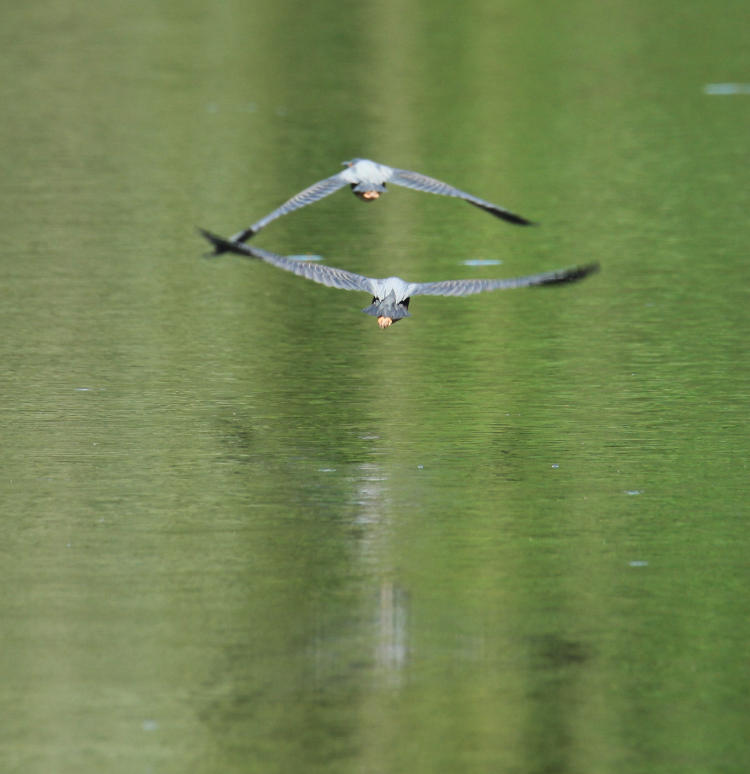 pair of green herons Butorides virescens almost mirror image