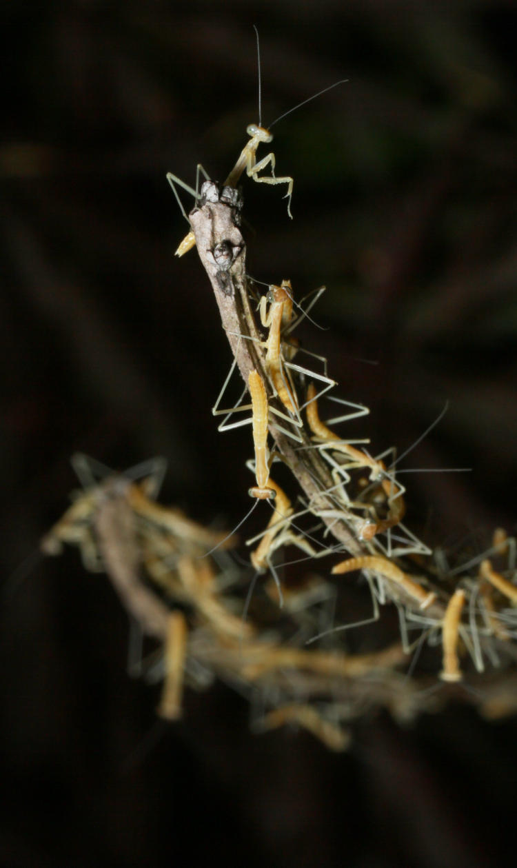 clusters of newborn Chinese mantids Tenodera sinensis on twigs