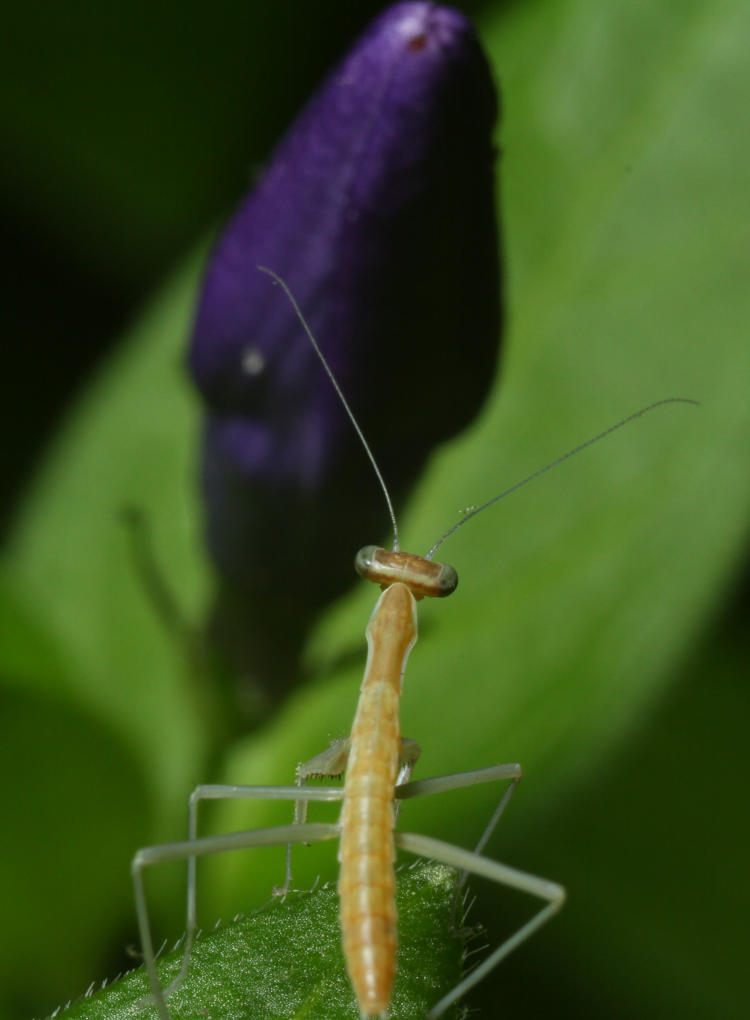 newborn Chinese mantis Tenodera sinensis judging distance to vinca minor periwinkle bloom for a jump