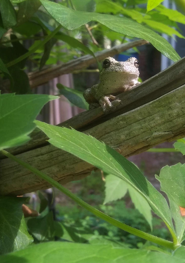 Copes grey treefrog Hyla chrysoscelis betraying its true nature by remaining in an ideal location