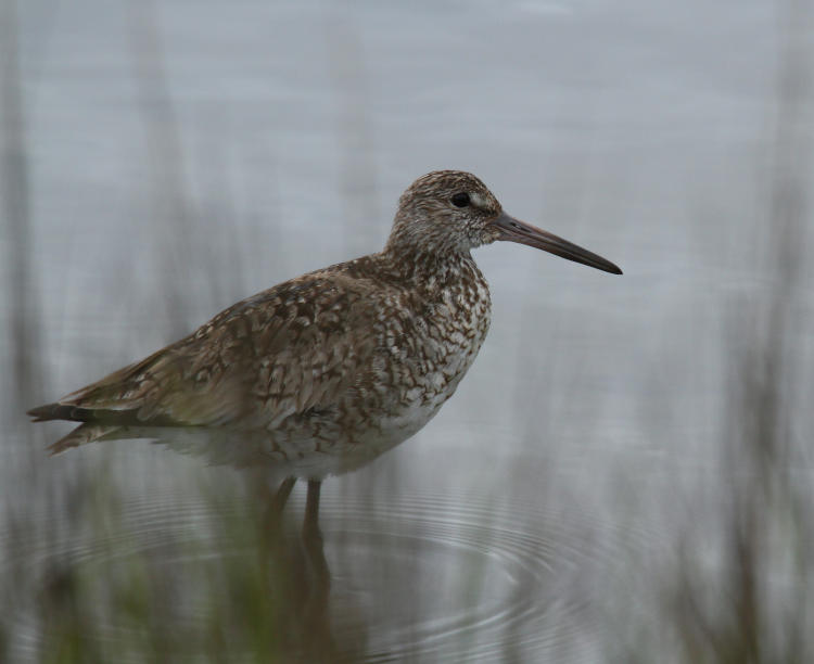 willet Tringa semipalmata seen through water reeds