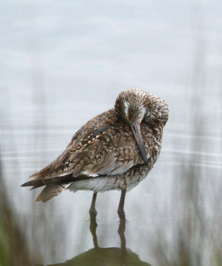 willet Tringa semipalmata looking sleep, but actually preening