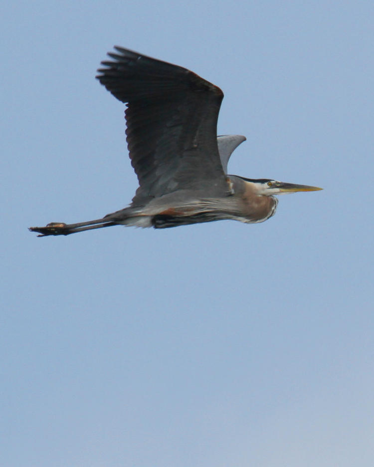 great blue heron Ardea herodias cruising past in flight