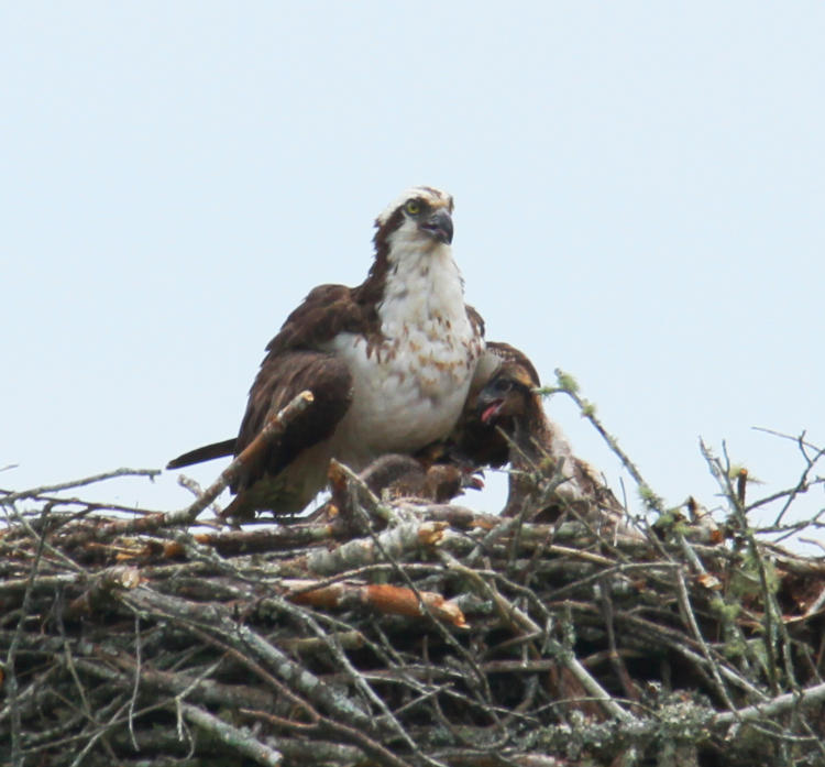 adult and nestling osprey Pandion haliaetus in nest