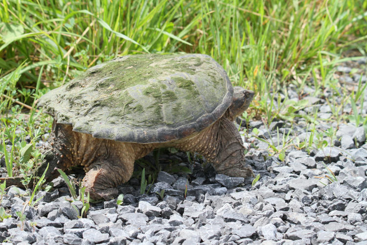 adult common snapping turtle Chelydra serpentina marching very upright along drive in Montezuma National Wildlife Refuge