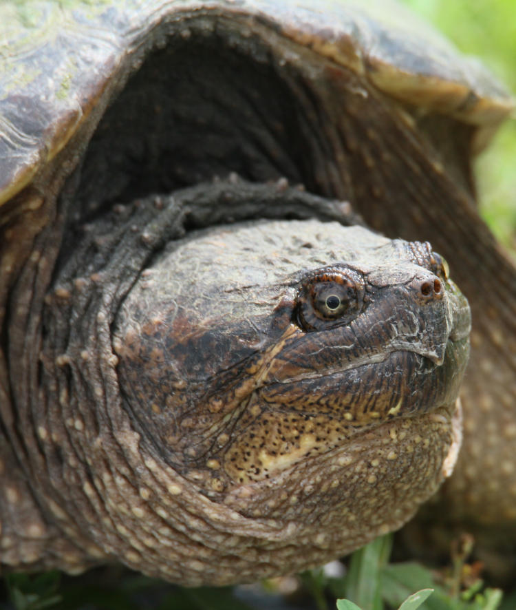 adult common snapping turtle Chelydra serpentina just waiting for the photographer to move on