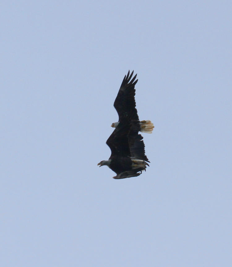 pair of adult bald eagles Haliaeetus leucocephalus tagging one another