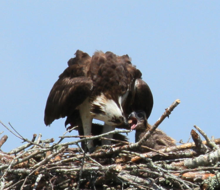 adult osprey Pandion haliaetus feeding young