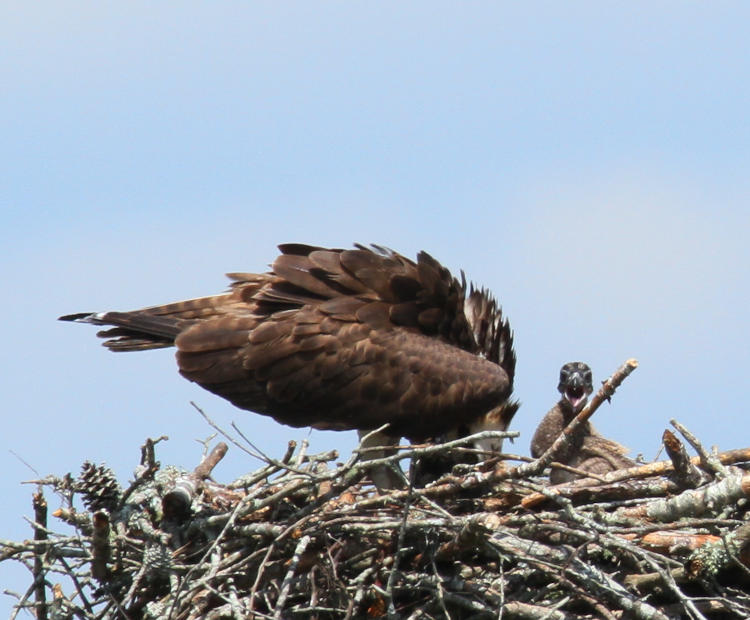 nestling osprey Pandion haliaetus looking indignant while mother feeds sibling
