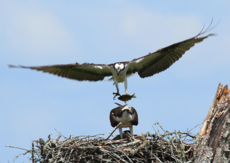 male osprey Pandion haliaetus delivering fish to nest over female