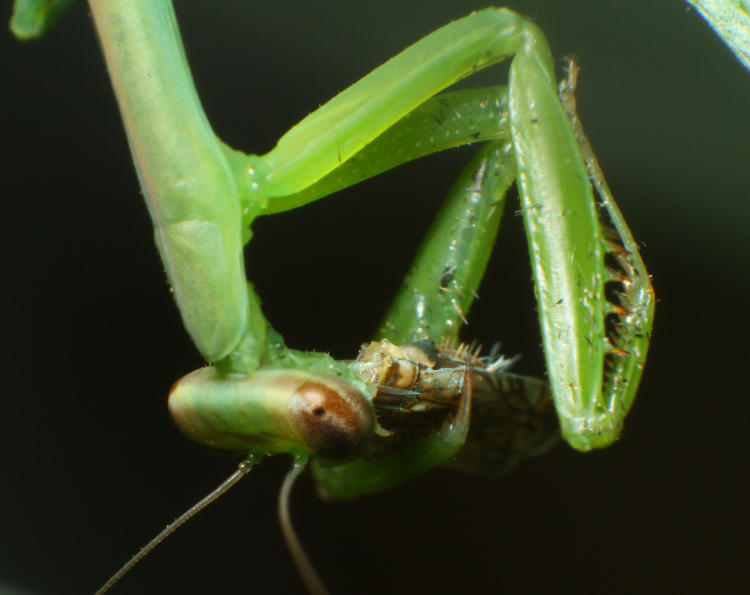 juvenile Chinese mantis Tenodera sinensis working on small leafhopper