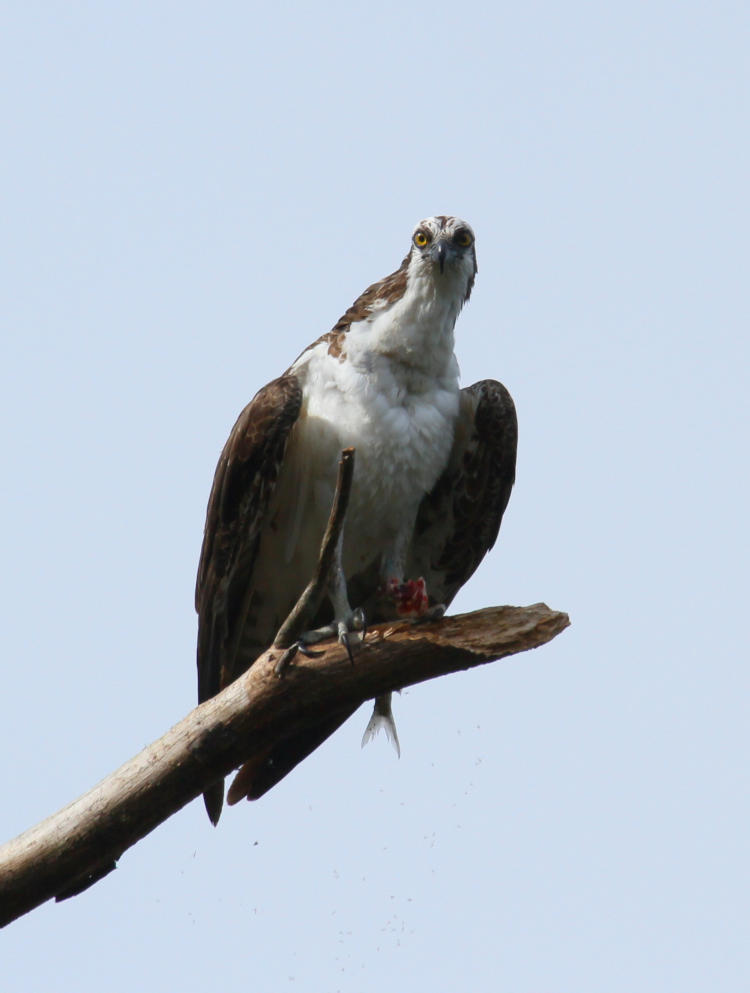 osprey Pandion haliaetus looking suspicious over its fish meal