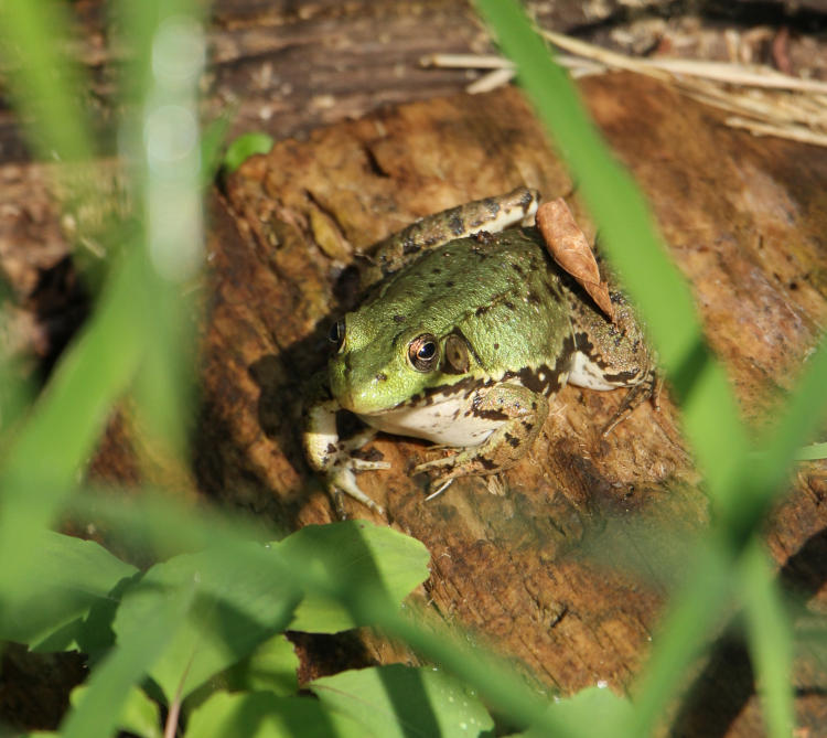 northern green frog Lithobates clamitans melanota basking in wooded area