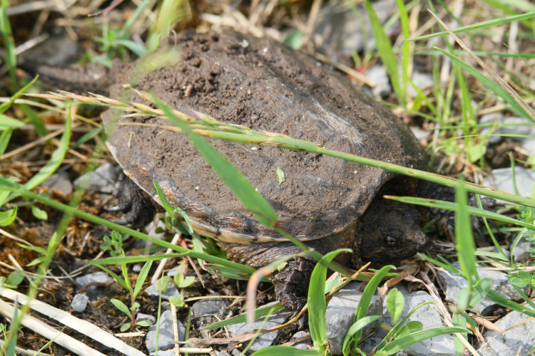 juvenile common snapping turtle Chelydra serpentina showing mud from recent emergence