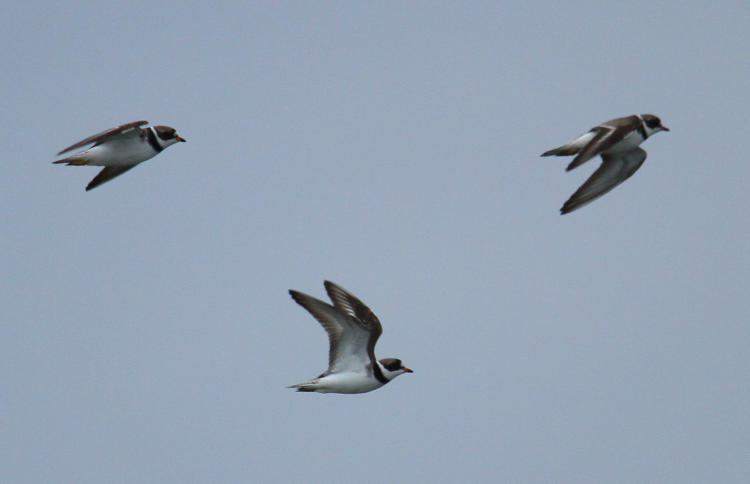 trio of adult semipalmated plovers Charadrius semipalmatus in flight