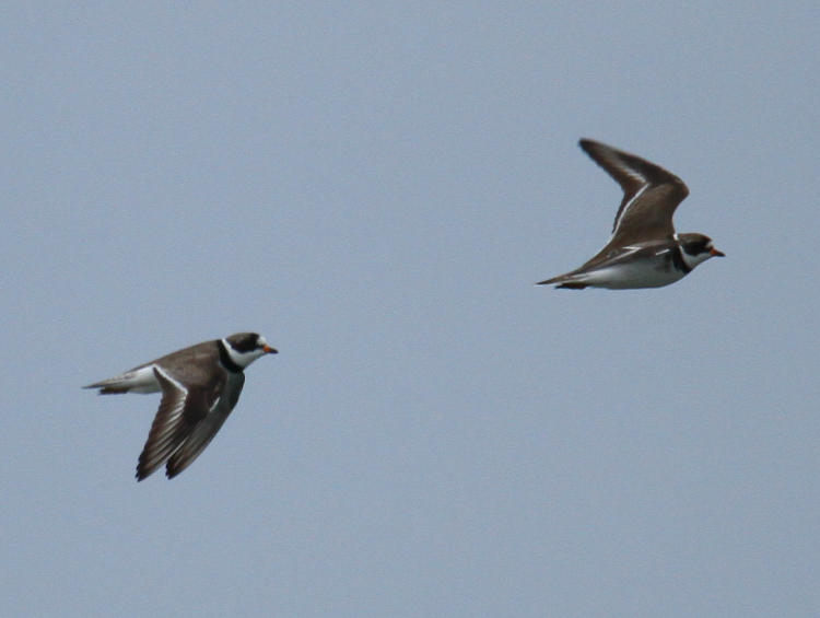 pair of adult semipalmated plovers Charadrius semipalmatus in flight