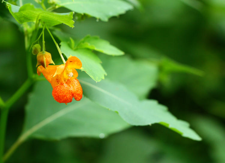orange jewelweed Impatiens capensis with leaves