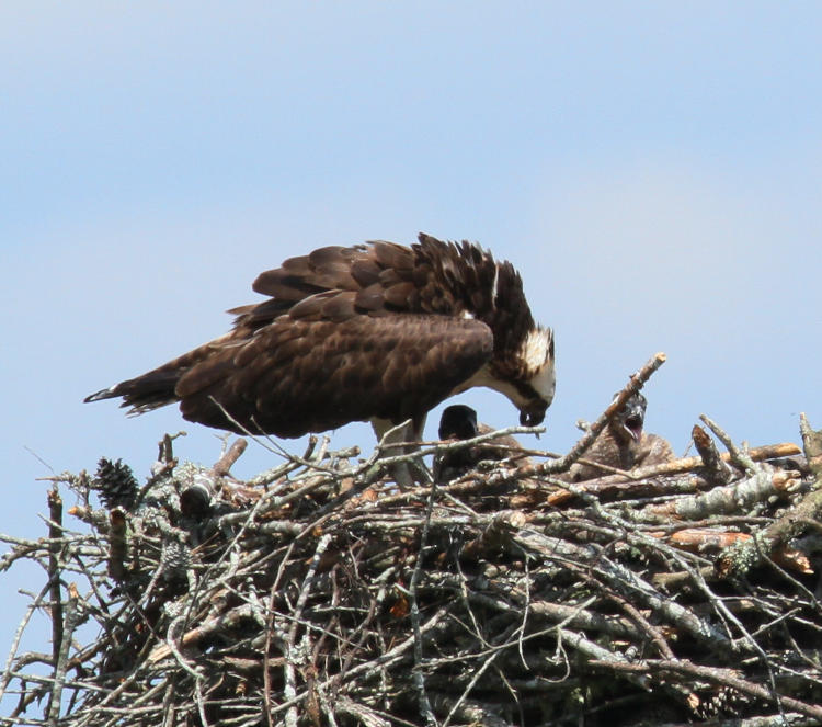 adult osprey Pandion haliaetus on nest above two nestlings