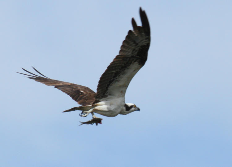 osprey Pandion haliaetus flying off with half a fish