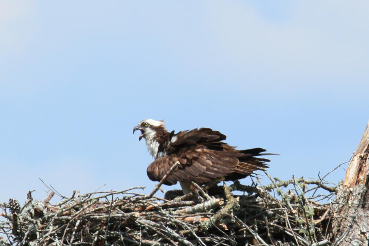 very hot osprey Pandion haliaetus fluffed on nest against heat