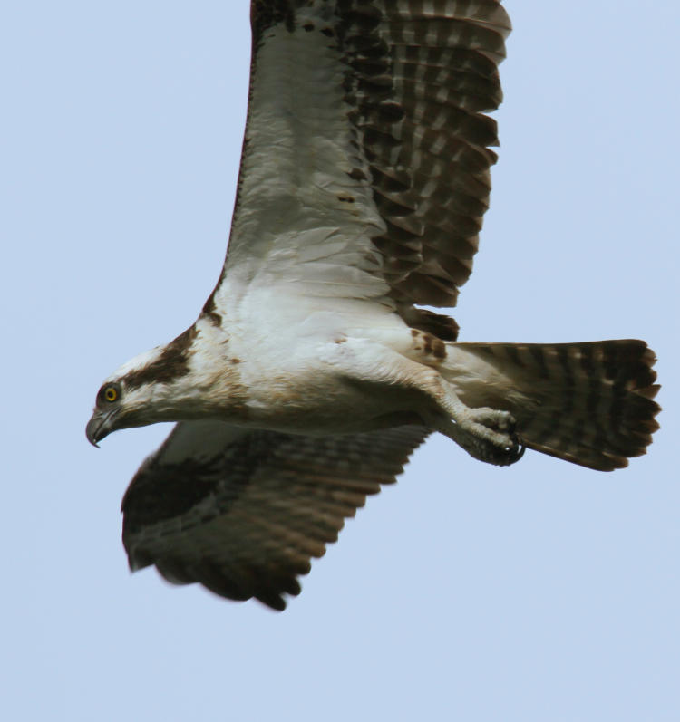 osprey Pandion haliaetus passing close overhead
