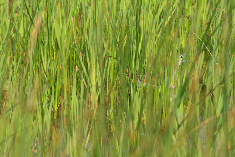 willet Tringa semipalmata peering from reeds in Montezuma National Wildlife Refuge, NY