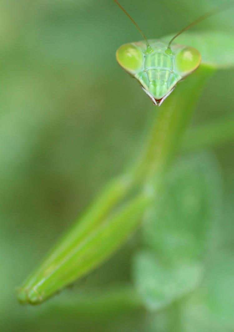 Chinese mantis Tenodera sinensis in short depth-of-field