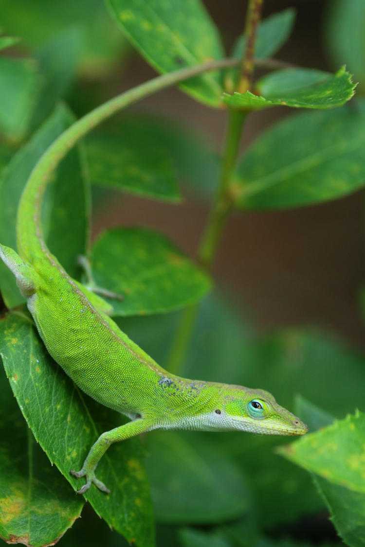 Carolina anole Anolis carolinensis being cooperative