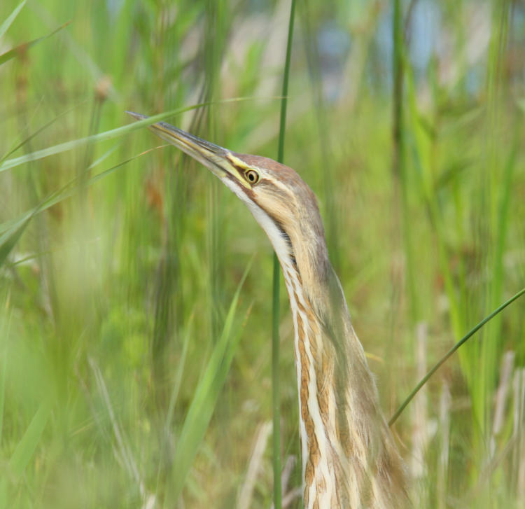 American bittern Botaurus lentiginosus seen briefly before disappearing, Montezuma National Wildlife Refuge, NY