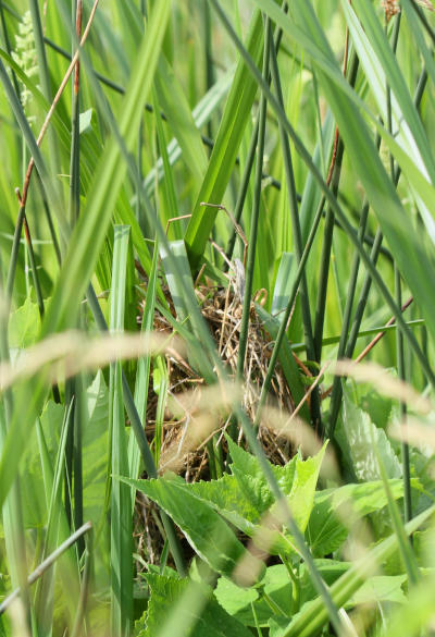 nest of red-winged blackbird Agelaius phoeniceus within reeds