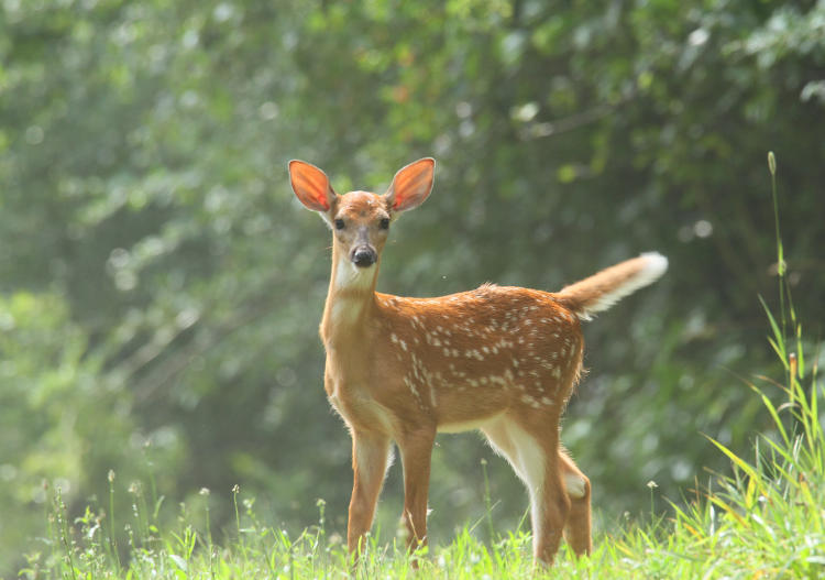 white-tailed deer Odocoileus virginianus fawn signalling half-heartedly