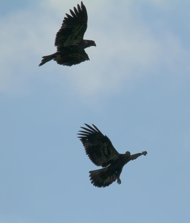 two juvenile bald eagles Haliaeetus leucocephalus in close proximity