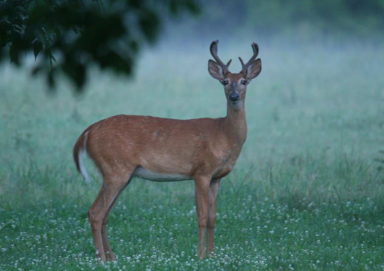 white-tailed deer Odocoileus virginianus buck, about six points, looking at photographer from developing fog