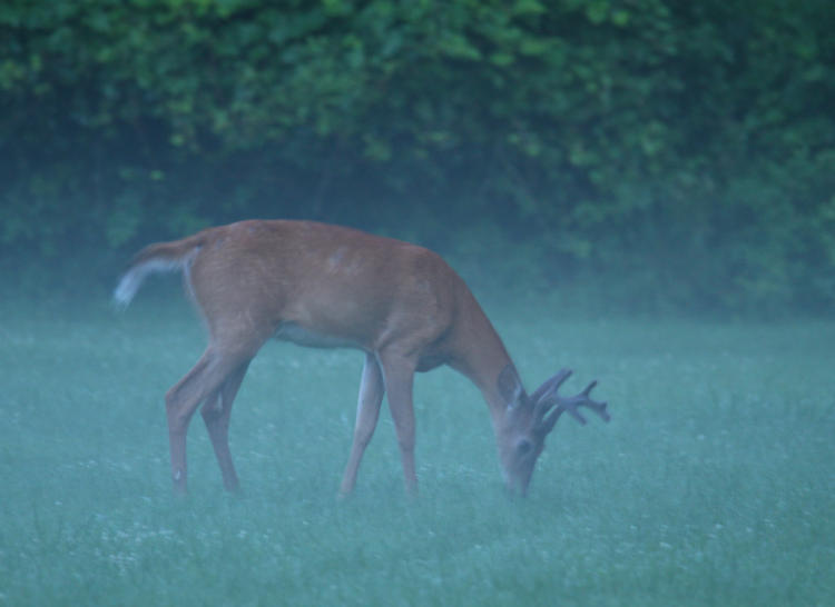 white-tailed deer Odocoileus virginianus buck browsing in low-lying fog