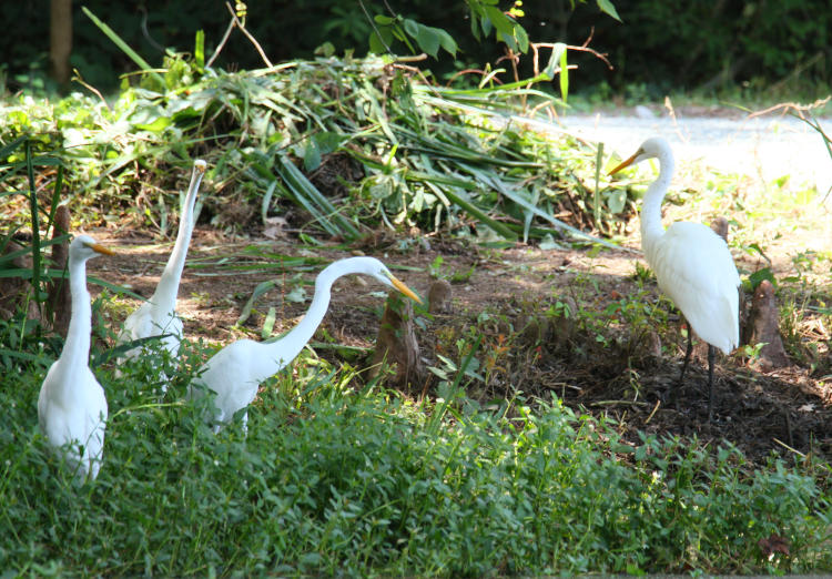 four great egrets Ardea alba congregating on pond edge