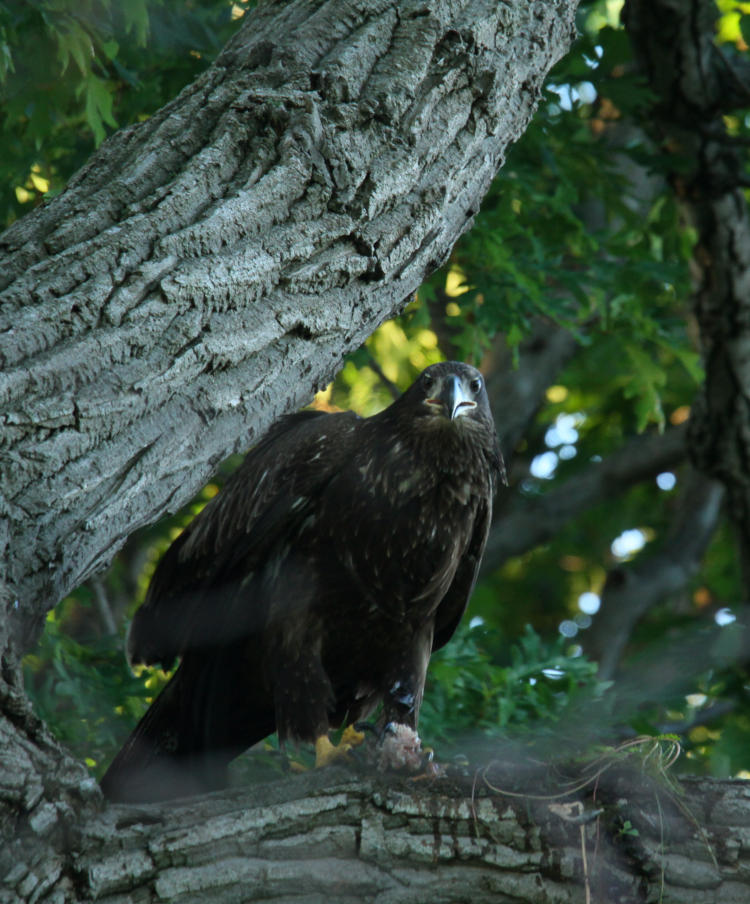 juvenile bald eagle Haliaeetus leucocephalus staring into camera