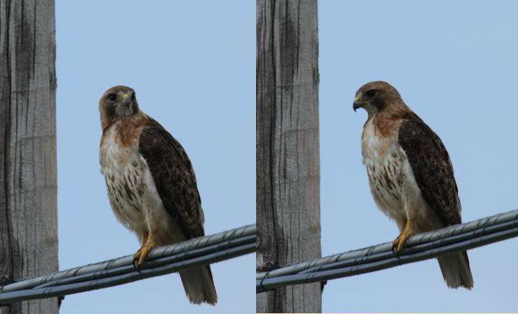 two views of red-tailed hawk Buteo jamaicensis perched on wire
