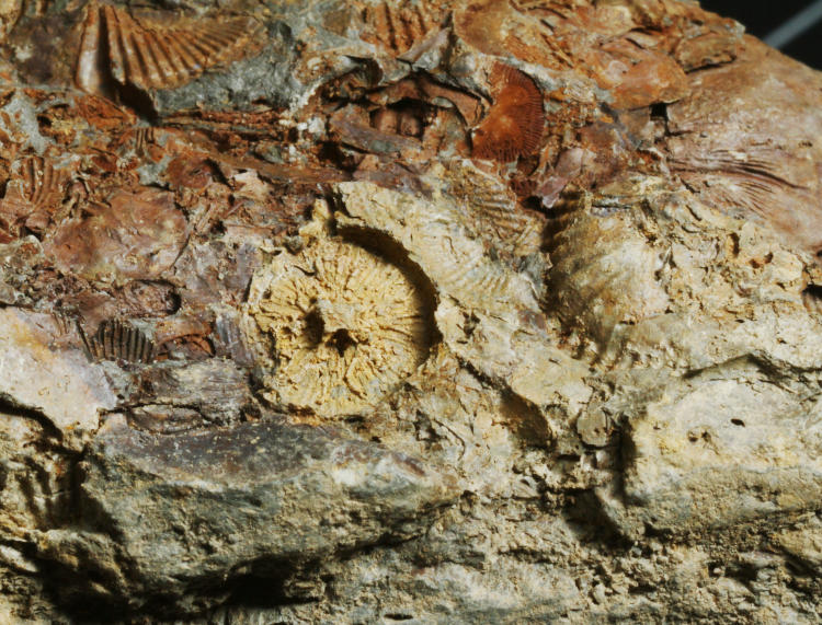 unidentified fossils from NY