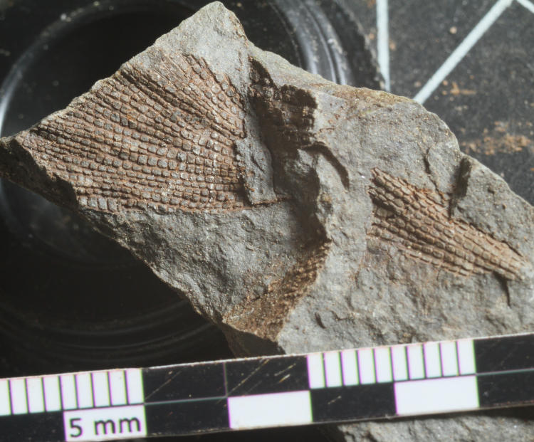 unidentified fossil, likeyl a leaf, from central New York