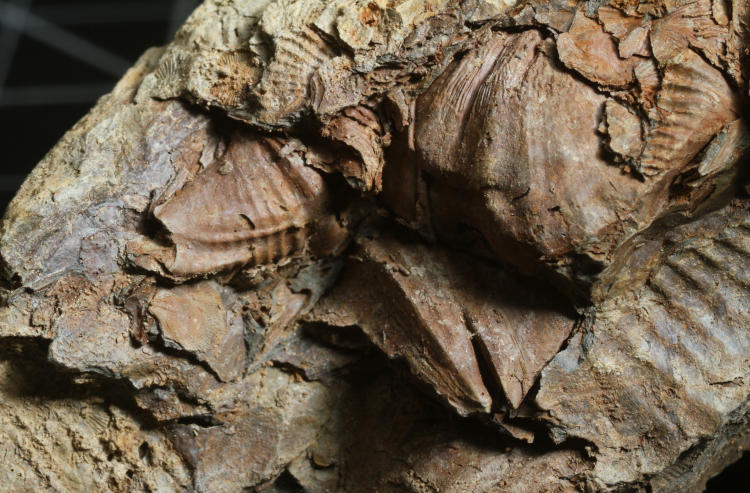 unidentified fossils from NY