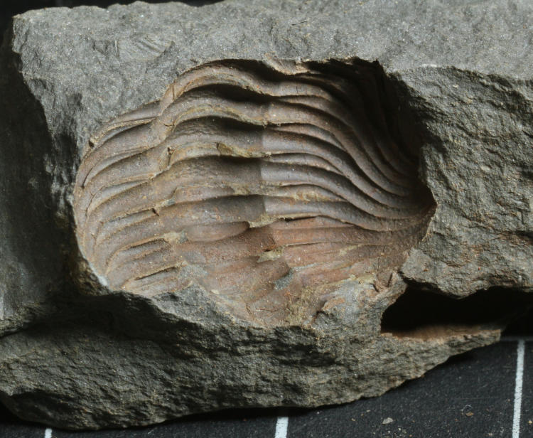 unidentified fossils from NY