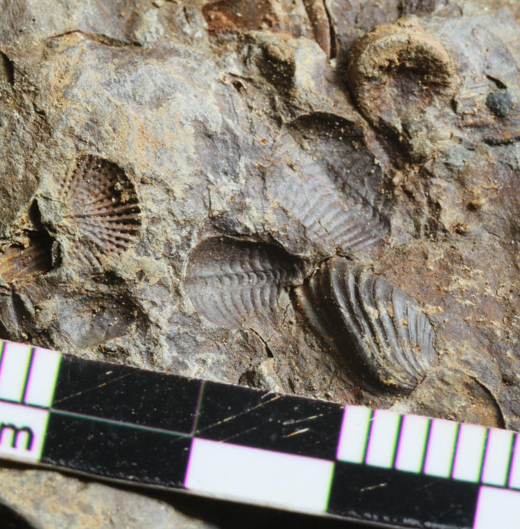 unidentified fossils, with a pair of trilobites, from NY